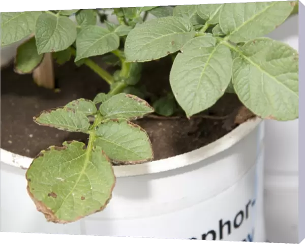 Potato (Solanum tuberosum) phosphorus deficiency, close-up of leaves