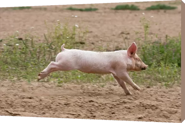 Domestic Pig, Large White x Landrace x Duroc, freerange piglet, running, on outdoor unit, England, june
