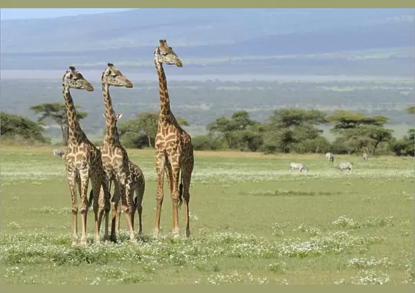 Masai Giraffe (Giraffa camelopardalis tippelskirchi) adults and young, standing in savanna with zebras in background, Serengeti N. P. Tanzania