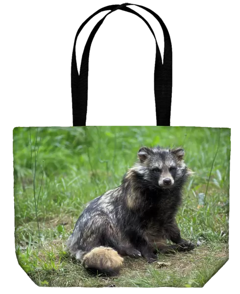 Raccoon-dog (Nyctereutes procyonoides) adult, sitting on grass (captive)