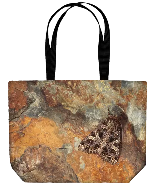 Lychnis Moth (Hadena bicruris) adult, camouflaged on stone, Pyrenees, Ariege, France, may