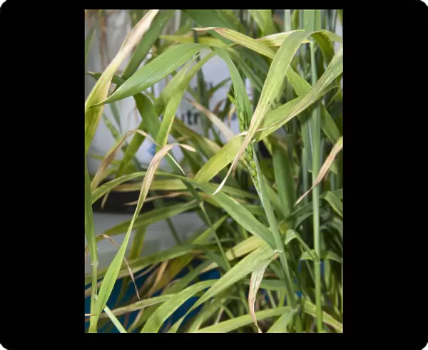 Wheat (Triticum aestivum) magnesium deficiency, close-up of leaves