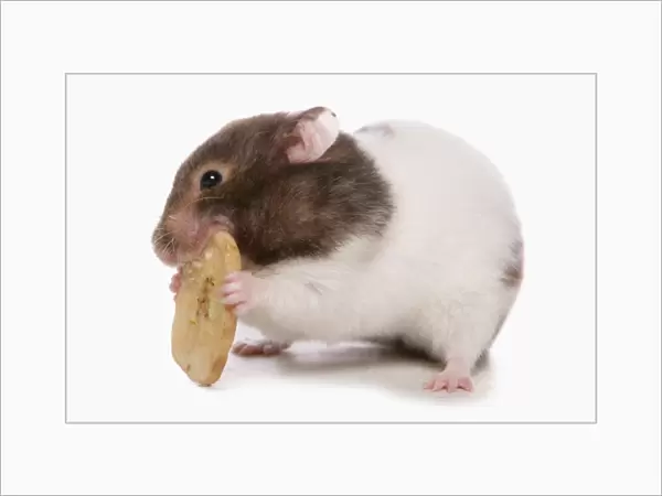 Domestic Golden Hamster (Mesocricetus auratus) adult, feeding on dried banana