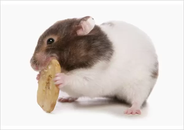 Domestic Golden Hamster (Mesocricetus auratus) adult, feeding on dried banana