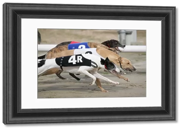 Domestic Dog, Greyhound, adults, racing at track, England, july
