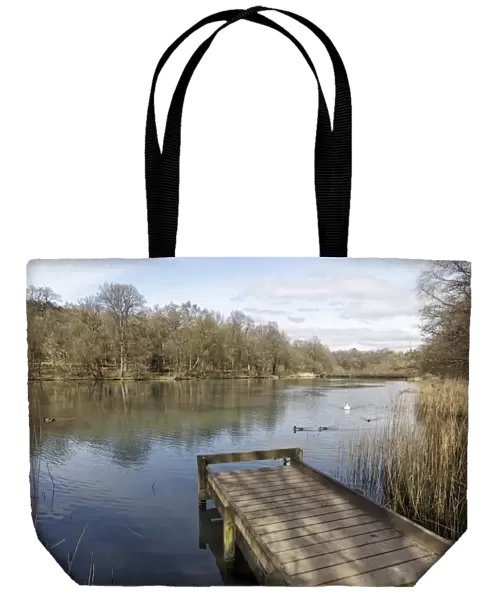 View of jetty and pond habitat, with Mallard Ducks (Anas platyrhynchos) and Mute Swan (Cygnus olor) swimming on water, Cannop Ponds, Forest of Dean, Gloucestershire, England, april