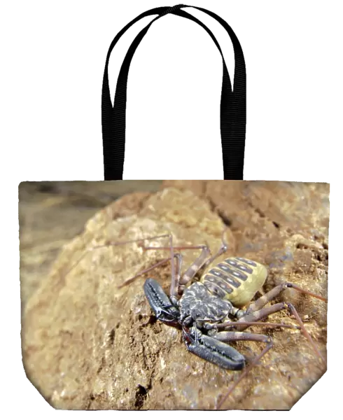 Variegated Tailless Whip Scorpion (Damon variegatus) adult female, on rock in habitat, Balule Nature Reserve, Limpopo Province, South Africa