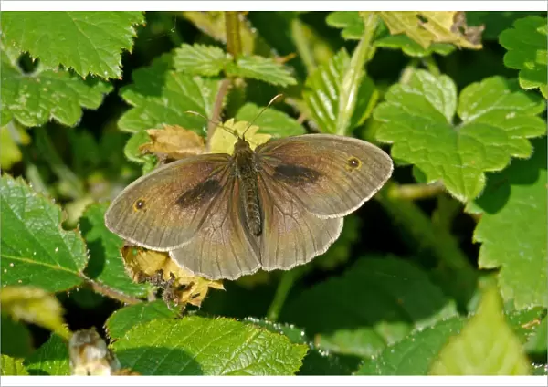 Meadow Brown (Maniola jurtina) adult male, sunning on leaves, Warren Hill, West Sussex, England, july