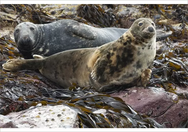 Grey Seal (Halichoerus grypus) two adults, resting on seaweed covered rocks, Farne Islands, Northumberland, England