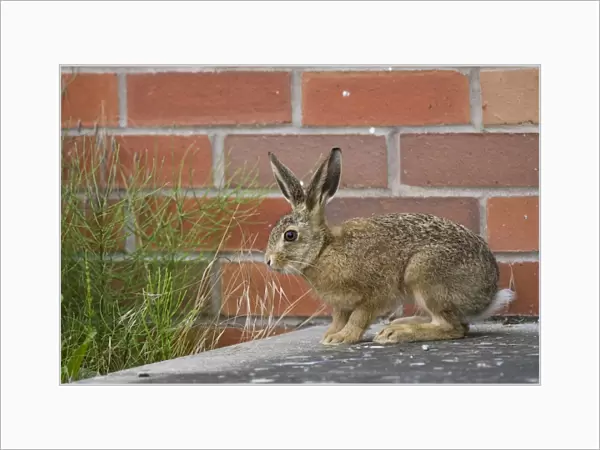 European Hare (Lepus europaeus) leveret, standing on step of farm building, waiting for mother on farmland