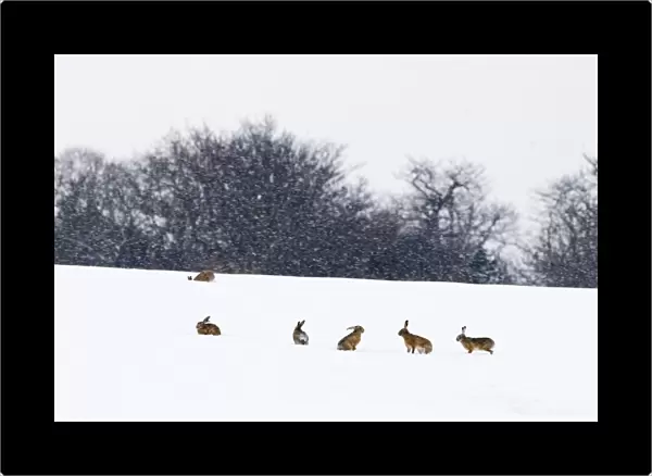 European Hare (Lepus europaeus) six adults, in snow covered field during snowfall, Yare Valley, Norfolk, England