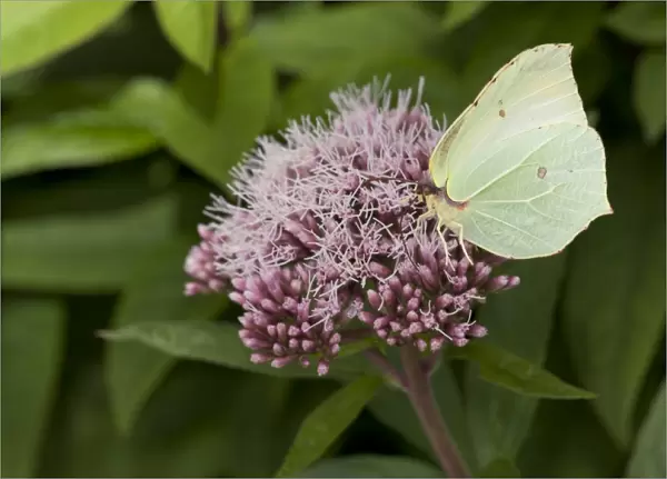 Brimstone Butterfly (Gonepteryx rhamni) adult, feeding on Common Valerian (Valeriana officinalis) flowers in garden