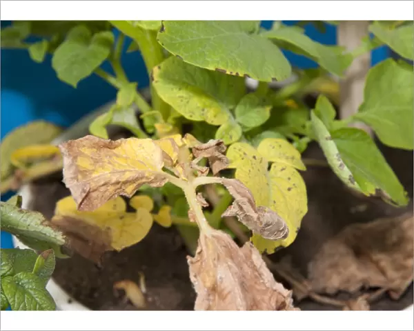 Potato (Solanum tuberosum) nitrogen deficiency, close-up of leaves