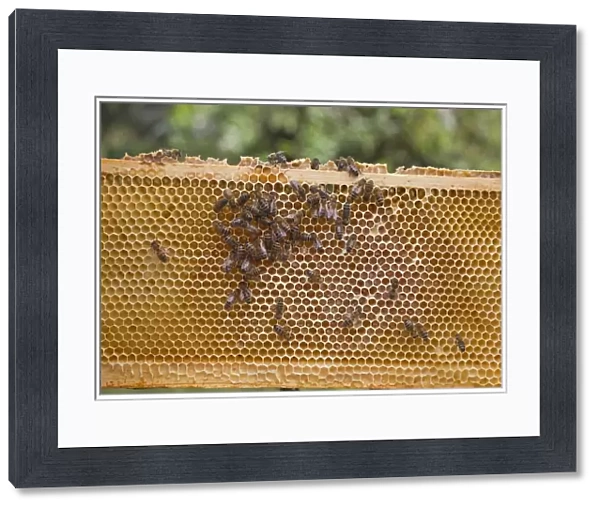 Bee keeping, Western Honey Bee (Apis mellifera) workers, on honey filled frame from hive, Suffolk, England, september