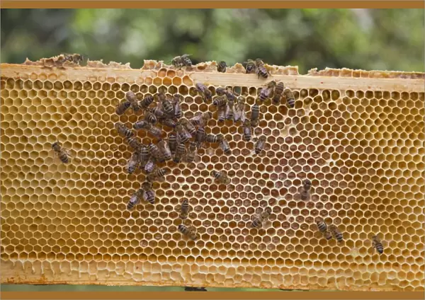 Bee keeping, Western Honey Bee (Apis mellifera) workers, on honey filled frame from hive, Suffolk, England, september