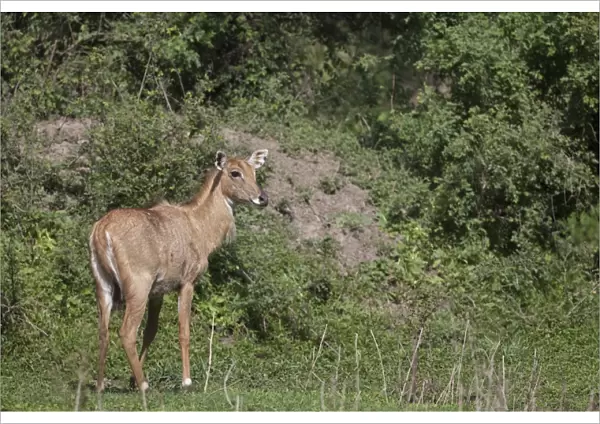 Nilgai (Boselaphus tragocamelus) young, standing, Keoladeo Ghana N. P. (Bharatpur), Rajasthan, India
