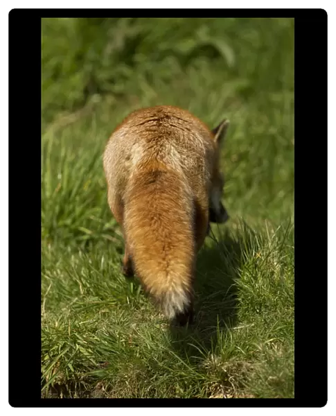 European Red Fox (Vulpes vulpes) adult female, rear view of tail, Devon, England, may