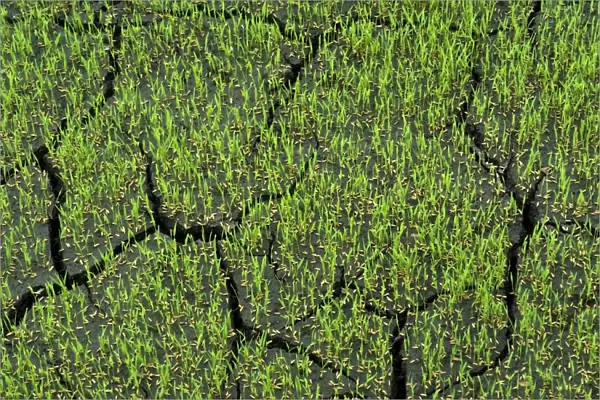 Rice (Oryza sativa) crop, germinating seeds in paddyfield, Theni, Tamil Nadu, India