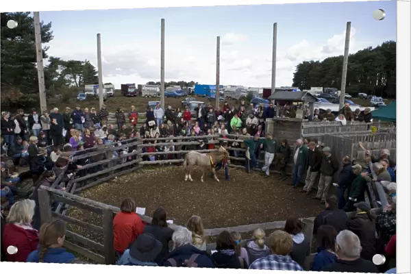 Pony in auction ring at sale, New Forest, Hampshire, England, october