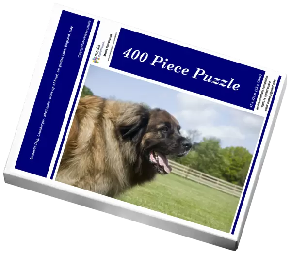 Domestic Dog, Leonberger, adult male, close-up of head, on garden lawn, England, may