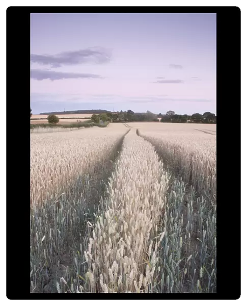 Wheat (Triticum aestivum) crop, ripening field at dusk, West Yorkshire, England, july