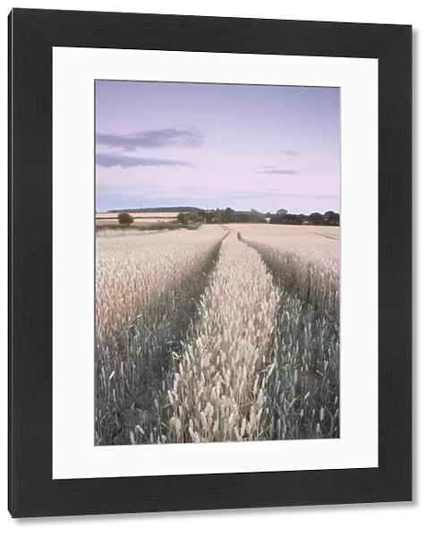 Wheat (Triticum aestivum) crop, ripening field at dusk, West Yorkshire, England, july