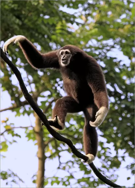 Common Gibbon (Hylobates lar) adult, walking along vine (captive)