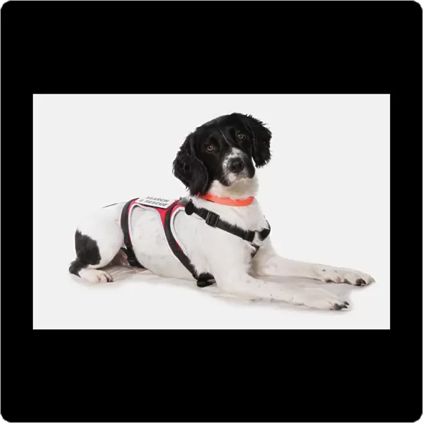 Domestic Dog, English Springer Spaniel, adult, laying, wearing Search and Rescue harness