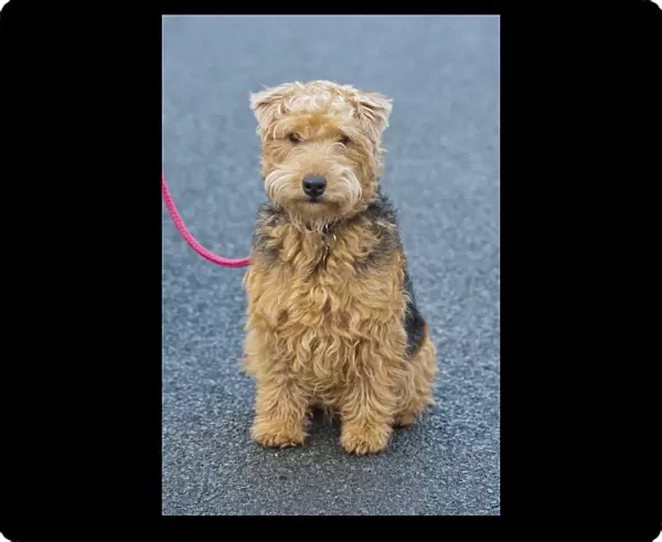 Domestic Dog, Lakeland Terrier, adult male, sitting, wearing collar and tag, on lead, Cumbria, England, january
