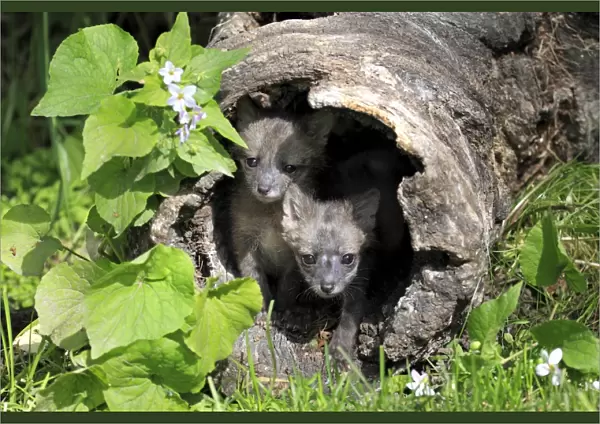 Grey Fox (Urocyon cinereoargenteus) two nine-weeks old cubs, in hollow log, Montana, U. S. A. june (captive)