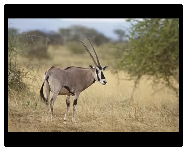 Beisa Oryx (Oryx beisa) adult, standing in dry savanna, Awash N. P. Afar Region, Ethiopia