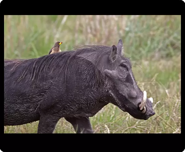 African Warthog with yellow billed oxpecker riding on its back