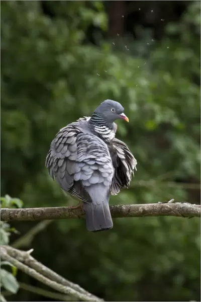 Wood Pigeon preening its feathers. Note the gnats flying above the head of the bird