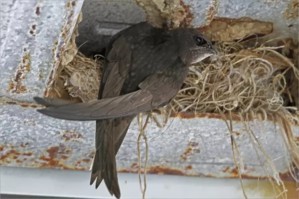 Common Swift at nest in rafter of building - Spain