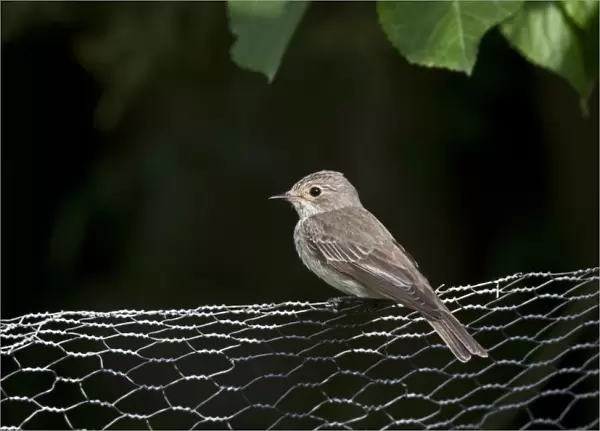 Spotted Flycatcher on garden wire fence