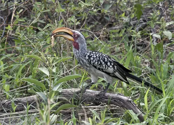 Southern Yellowbilled Hornbill with centipedes