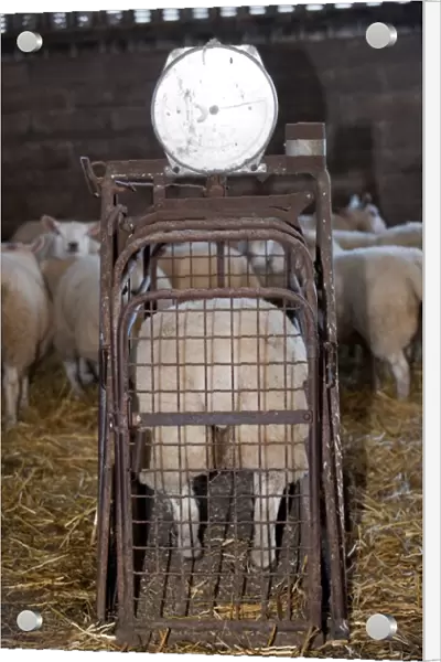 Sheep farming, weighing lambs prior to being taken to auction mart, England, november