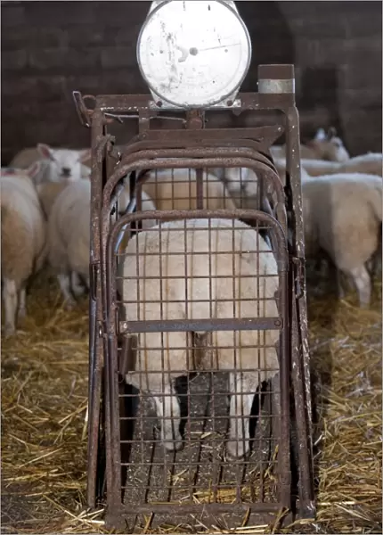 Sheep farming, weighing lambs prior to being taken to auction mart, England, november