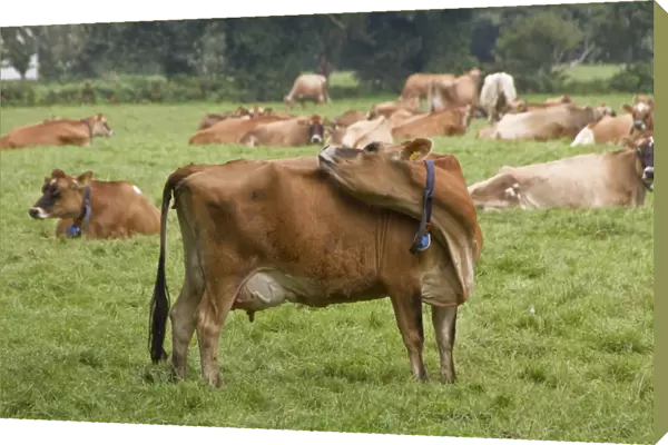 Jersey Cow with ear tag and collar