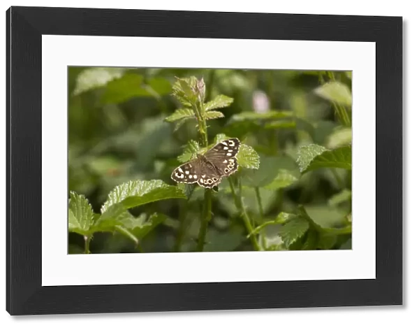 Speckled Wood Butterfly on bramble leaves