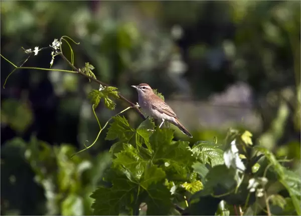 Rufous Bush Robin on vines - taken in southern Spain