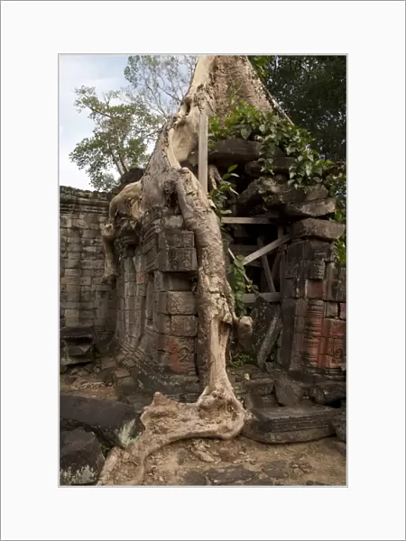 Tree roots growing over walls of Khmer temple ruins, Ta Prohm, Angkor, Siem Riep, Cambodia