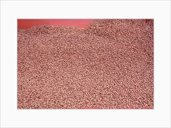 Close-up of Westminster spring barley seeds in seed drill hopper, Pilling, Lancashire, England, march
