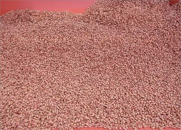 Close-up of Westminster spring barley seeds in seed drill hopper, Pilling, Lancashire, England, march