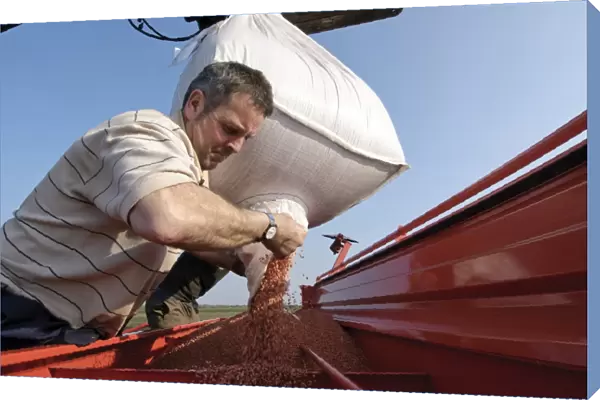 Farmer loading Westminster spring barley seeds into seed drill hopper, Pilling, Lancashire, England, march