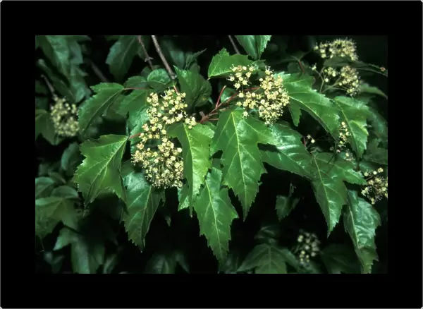 Acer ginnala Amur Maple Leaf and flower  /  May