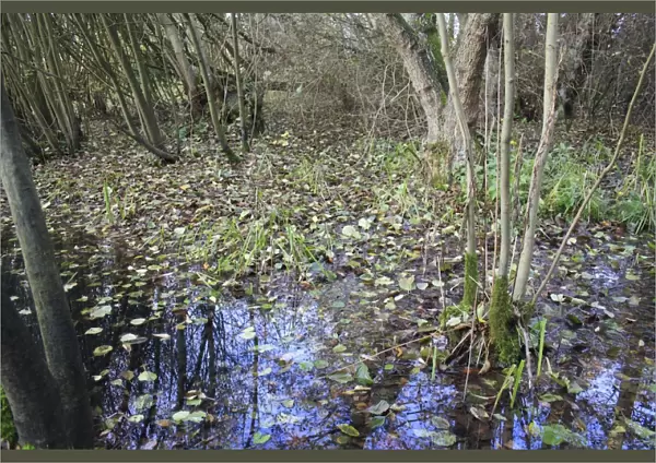 Common Alder (Alnus glutinosa) fallen leaves in alder carr wet woodland habitat, Fen Alder Carr L. N. R