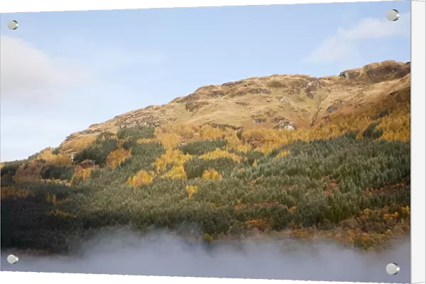 View of hill slopes forested with larch and spruce trees in mist, Loch Lomond, Argyll and Bute, Scotland, october