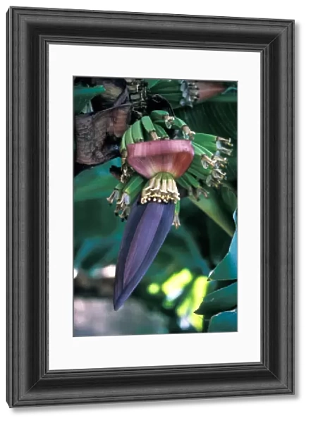 Banana (Musa sapientum) Close-up of plant showing flower