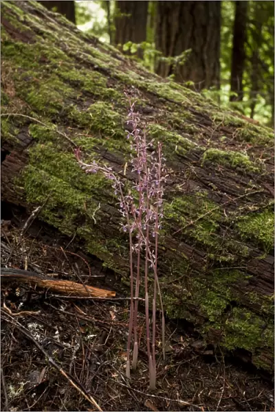 Western Coralroot (Corallorhiza mertensiana) flowering, growing in ancient coniferous forest, Washington, U. S. A. july